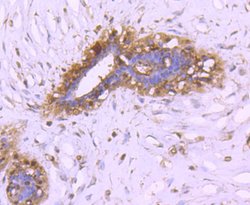 Invitrogen 14-3-3 beta Recombinant Rabbit Monoclonal Antibody (SD0837)