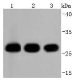 Invitrogen 14-3-3 beta Recombinant Rabbit Monoclonal Antibody (SD0837)