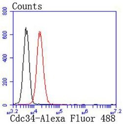 Invitrogen Cdc34 Recombinant Rabbit Monoclonal Antibody (JJ086-07) 100