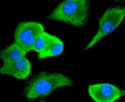 Invitrogen Cdc34 Recombinant Rabbit Monoclonal Antibody (JJ086-07) 100