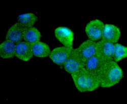 Invitrogen Cdc34 Recombinant Rabbit Monoclonal Antibody (JJ086-07) 100