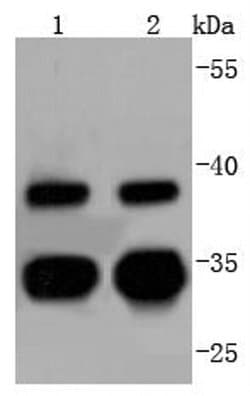 Invitrogen Cdc34 Recombinant Rabbit Monoclonal Antibody (JJ086-07) 100