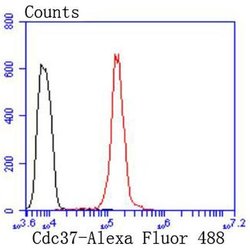 Invitrogen Cdc37 Recombinant Rabbit Monoclonal Antibody (JJ087-06) 100
