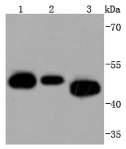 Invitrogen Cdc37 Recombinant Rabbit Monoclonal Antibody (JJ087-06) 100
