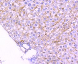 Invitrogen TrkA/TrkB/TrkC Recombinant Rabbit Monoclonal Antibody (JJ084-04)
