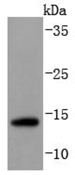Invitrogen SUMO2/SUMO3 Recombinant Rabbit Monoclonal Antibody (JJ087-04)