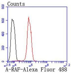 Invitrogen A-Raf Recombinant Rabbit Monoclonal Antibody (JJ08-68) 100 &mu;L;