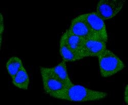 Invitrogen A-Raf Recombinant Rabbit Monoclonal Antibody (JJ08-68) 100 &mu;L;