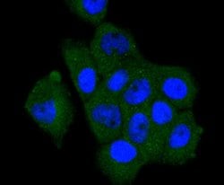 Invitrogen A-Raf Recombinant Rabbit Monoclonal Antibody (JJ08-68) 100 &mu;L;
