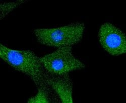 Invitrogen A-Raf Recombinant Rabbit Monoclonal Antibody (JJ08-68) 100 &mu;L;
