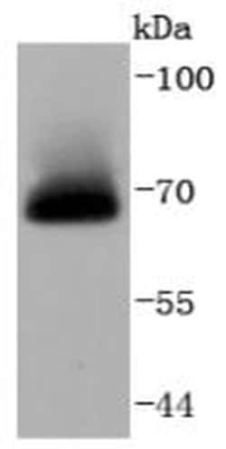 Invitrogen A-Raf Recombinant Rabbit Monoclonal Antibody (JJ08-68) 100 &mu;L;