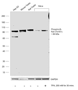Invitrogen Phospho-B-Raf (Thr401) Recombinant Rabbit Monoclonal Antibody (JJ08-72) 100 &mu;L | Buy Online | Invitrogen&trade; | Fisher Scientific