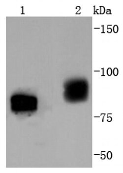 Invitrogen Phospho-B-Raf (Thr401) Recombinant Rabbit Monoclonal Antibody (JJ08-72) 100 &mu;L | Buy Online | Invitrogen&trade; | Fisher Scientific