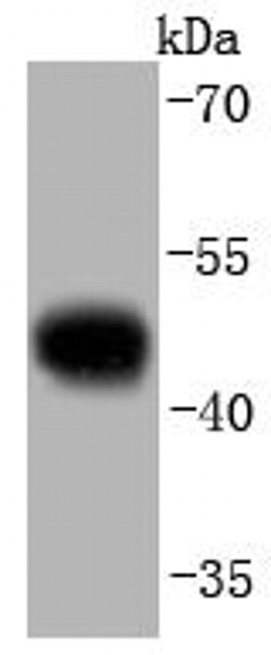 Invitrogen pro-Caspase 9 Recombinant Rabbit Monoclonal Antibody (JJ08-05) 100 &mu;L | Buy Online | Invitrogen&trade; | Fisher Scientific