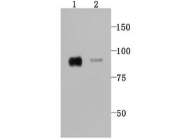 Invitrogen CD36 Recombinant Rabbit Monoclonal Antibody (JJ2005) 100 &mu;L | Buy Online | Invitrogen&trade; | Fisher Scientific