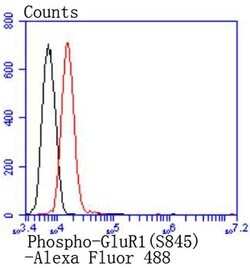 Invitrogen Phospho-GluR1 (Ser845) Recombinant Rabbit Monoclonal Antibody