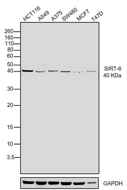 Invitrogen SIRT6 Recombinant Rabbit Monoclonal Antibody (JJ20-69) 100 &mu;L;