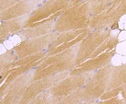 Invitrogen ATF7 Recombinant Rabbit Monoclonal Antibody (JJ2-072) 100 &mu;L;