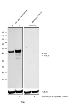 Invitrogen Phospho-c-Jun (Thr91) Recombinant Rabbit Monoclonal Antibody