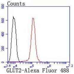 Invitrogen GLUT2 Recombinant Rabbit Monoclonal Antibody (JJ20-21) 100 &mu;L;