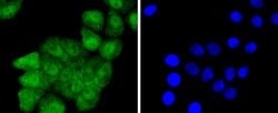 Invitrogen Phospho-JunD (Ser255) Recombinant Rabbit Monoclonal Antibody