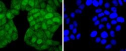 Invitrogen Phospho-JunD (Ser255) Recombinant Rabbit Monoclonal Antibody