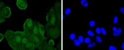 Invitrogen Phospho-JunD (Ser255) Recombinant Rabbit Monoclonal Antibody