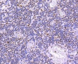 Invitrogen Phospho-JunD (Ser255) Recombinant Rabbit Monoclonal Antibody
