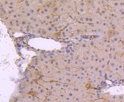 Invitrogen Phospho-JunD (Ser255) Recombinant Rabbit Monoclonal Antibody