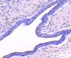 Invitrogen Phospho-JunD (Ser255) Recombinant Rabbit Monoclonal Antibody