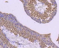 Invitrogen Phospho-JunD (Ser255) Recombinant Rabbit Monoclonal Antibody