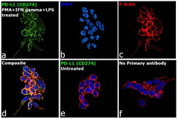 Invitrogen&trade;&nbsp;PD-L1 (CD274) Recombinant Rabbit Monoclonal Antibody (JJ08-95)