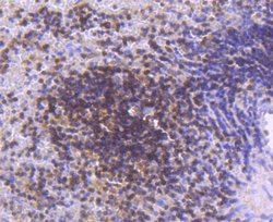 Invitrogen STAT5 alpha/beta Recombinant Rabbit Monoclonal Antibody (JJ08-78) 100 &mu;L | Buy Online | Invitrogen&trade; | Fisher Scientific