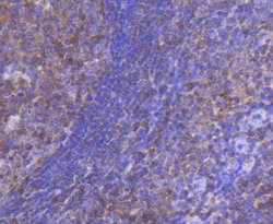 Invitrogen STAT5 alpha/beta Recombinant Rabbit Monoclonal Antibody (JJ08-78) 100 &mu;L | Buy Online | Invitrogen&trade; | Fisher Scientific