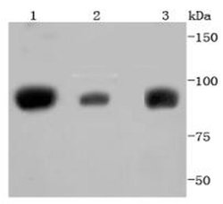 Invitrogen STAT5 alpha/beta Recombinant Rabbit Monoclonal Antibody (JJ08-78) 100 &mu;L | Buy Online | Invitrogen&trade; | Fisher Scientific