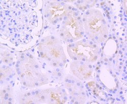 Invitrogen PAX8 Recombinant Rabbit Monoclonal Antibody (JJ08-88) 100 &mu;L;