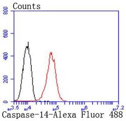 Invitrogen Caspase 14 Recombinant Rabbit Monoclonal Antibody (JJ089-01)
