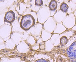 Invitrogen Caspase 14 Recombinant Rabbit Monoclonal Antibody (JJ089-01)