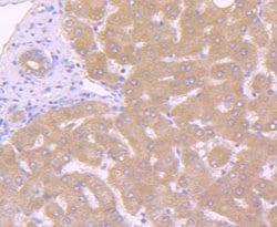 Invitrogen Caspase 10 Recombinant Rabbit Monoclonal Antibody (JJ0890) 100