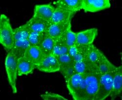 Invitrogen CD3d Recombinant Rabbit Monoclonal Antibody (JJ08-97) 100 &mu;L;