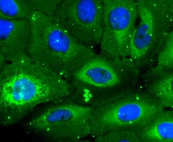 Invitrogen CD3d Recombinant Rabbit Monoclonal Antibody (JJ08-97) 100 &mu;L;
