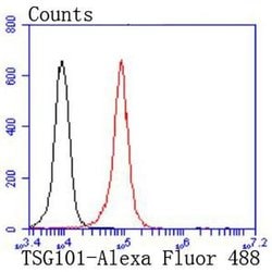 Invitrogen TSG101 Recombinant Rabbit Monoclonal Antibody (JJ0900) 100 &mu;L;
