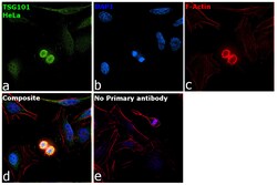 Invitrogen TSG101 Recombinant Rabbit Monoclonal Antibody (JJ0900) 100 &mu;L;