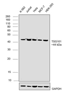 Invitrogen TSG101 Recombinant Rabbit Monoclonal Antibody (JJ0900) 100 &mu;L;