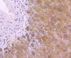 Invitrogen PRDX2 Recombinant Rabbit Monoclonal Antibody (JJ090-3) 100 &mu;L;