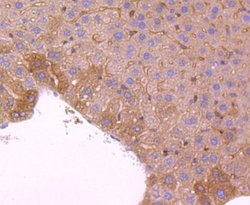 Invitrogen PRDX2 Recombinant Rabbit Monoclonal Antibody (JJ090-3) 100 &mu;L;