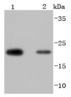 Invitrogen PRDX2 Recombinant Rabbit Monoclonal Antibody (JJ090-3) 100 &mu;L;
