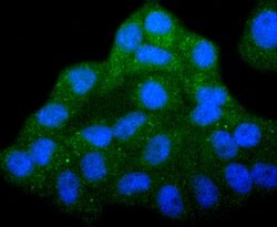 Invitrogen COX4 Recombinant Rabbit Monoclonal Antibody (JJ09-05) 100 &mu;L;