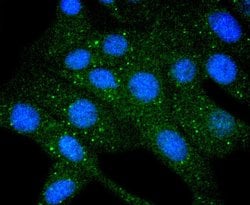 Invitrogen COX4 Recombinant Rabbit Monoclonal Antibody (JJ09-05) 100 &mu;L;
