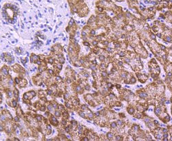 Invitrogen COX4 Recombinant Rabbit Monoclonal Antibody (JJ09-05) 100 &mu;L;